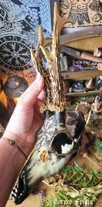 Crânes Sublimés Fylgja Antlers