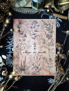 Box Mystère de la Magie des Plantes